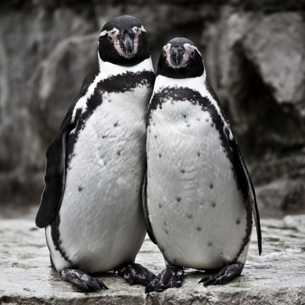 cute penguin couple - explored